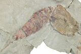 Multiple Soft-Bodied Fossil Aglaspids (Tremaglaspis) - Morocco #114805-8